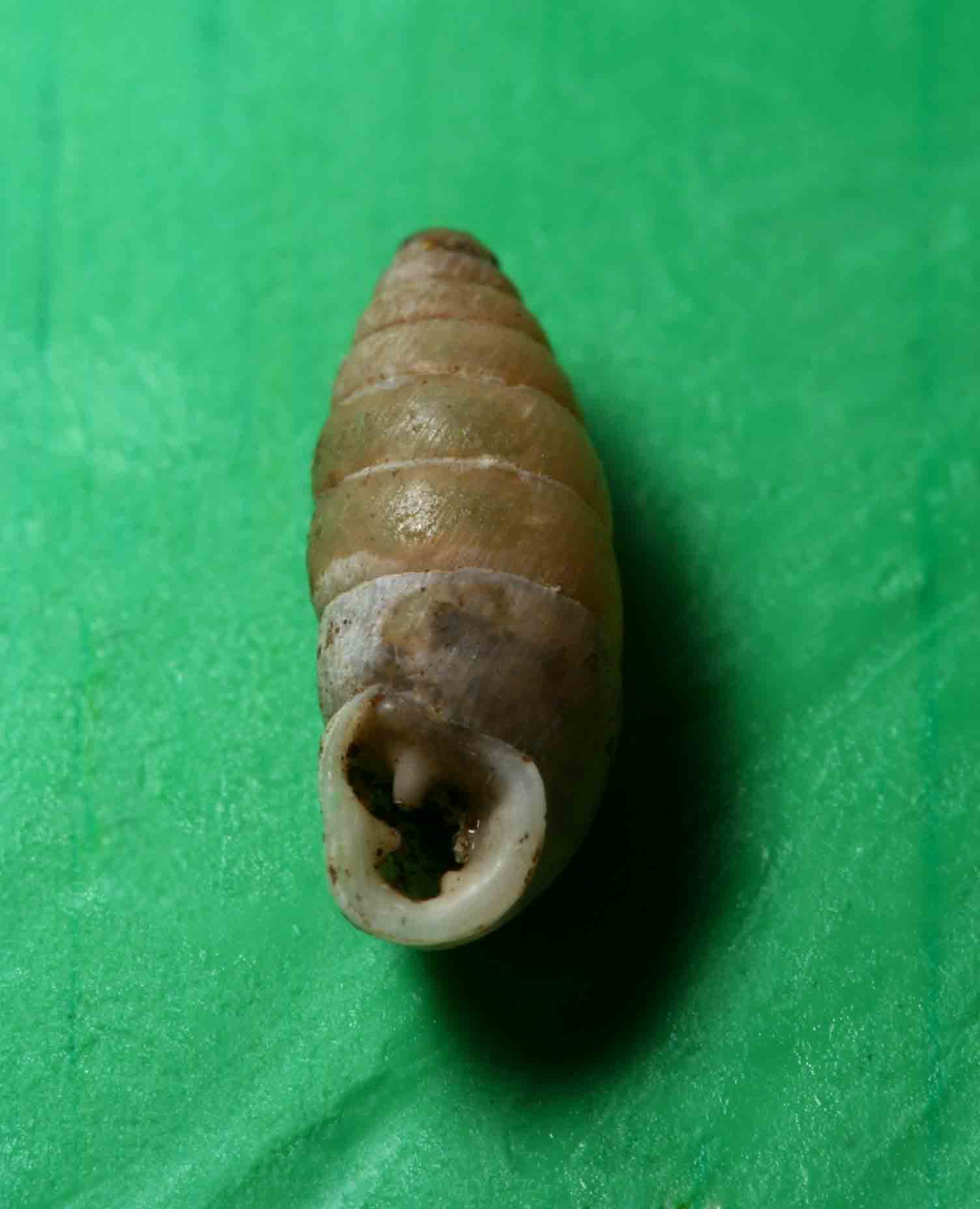 Jaminia quadridens (O.F.Muller,1774)Campo Imperatore (AQ)